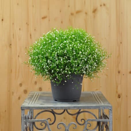 Mauergipskraut - Gypsophila muralis - 3 Stück
