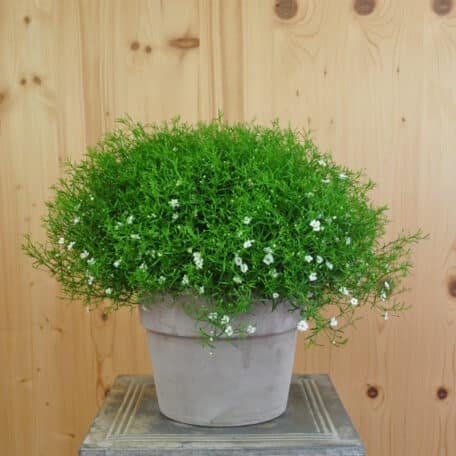 Mauergipskraut - Gypsophila muralis im Übertopf