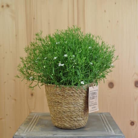 Mauergipskraut - Gypso muralis im Korb - 2 Stück