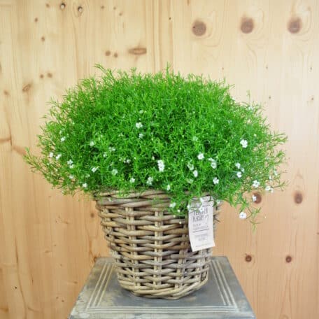 Mauergipskraut - Gypsophila muralis im Korb