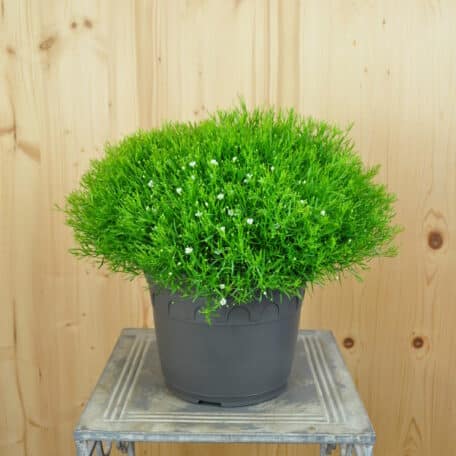 Mauergipskraut - Gypsophila muralis