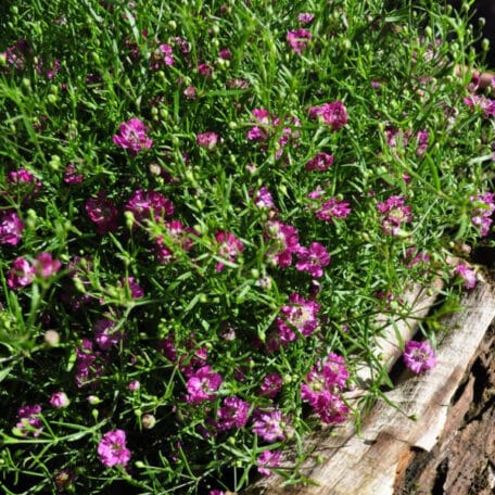Mauergipskraut - Gypsophila muralis