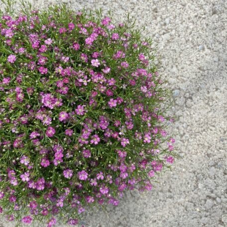 Mauergipskraut - Gypsophila muralis - 3 Stück
