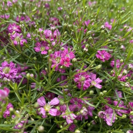 Mauergipskraut - Gypsophila muralis