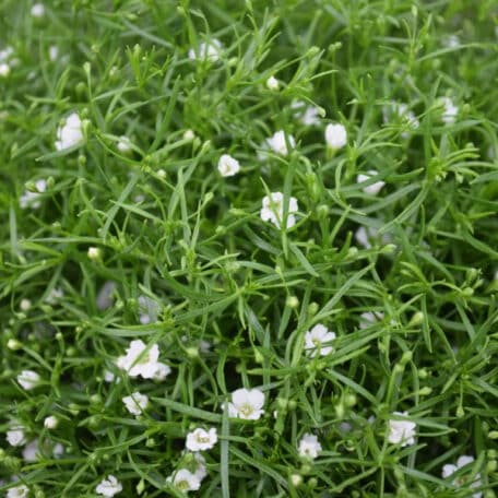 Mauergipskraut - Gypsophila muralis