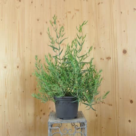 Gypsophile - Gypsophila paniculata