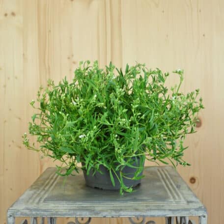 Kriechendes Gipskraut - Gypsophila repens - 2 Stück