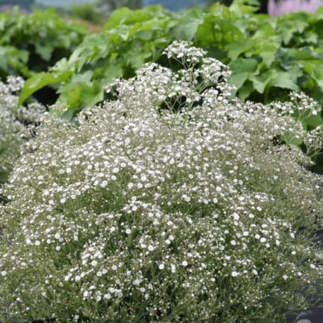 Schleierkraut - Gypsophila