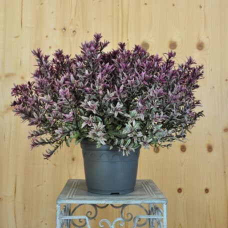 Strauchveronika - Hebe gracillima