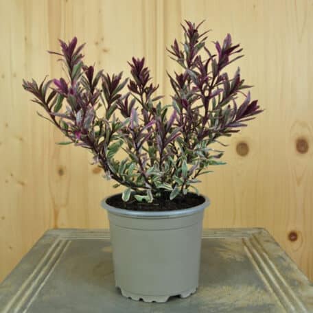 Strauchveronika - Hebe gracillima - 6 Stück