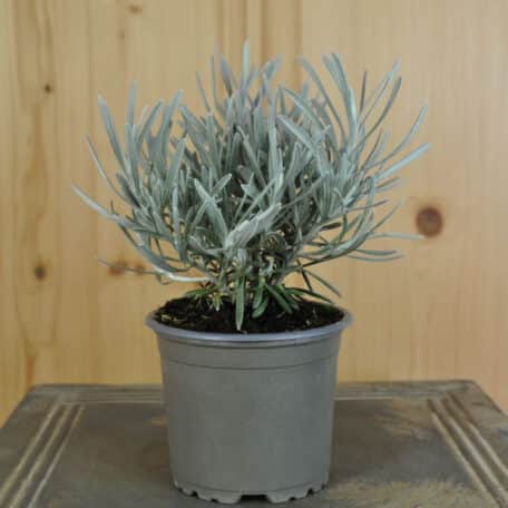 Herbe au curry - Helichrysum tianchanicum