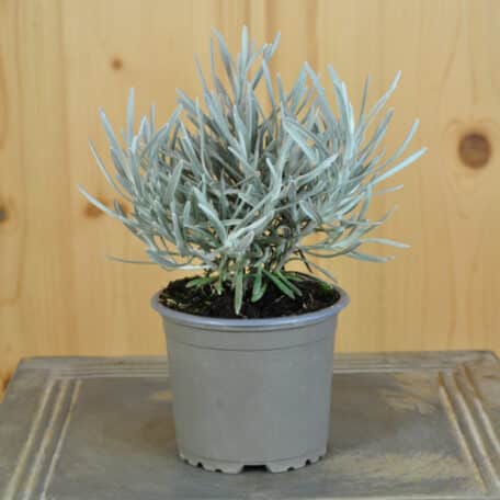 Herbe au curry - Helichrysum tianchanicum