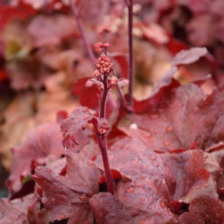 Ein herbstblühendes Purpurglöckchen - Heuchera x brizoides Fire Alarm