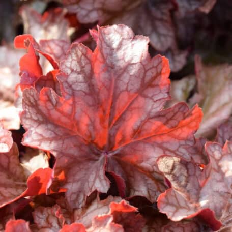 Purpurglöckchen - Heuchera - 2 Stück