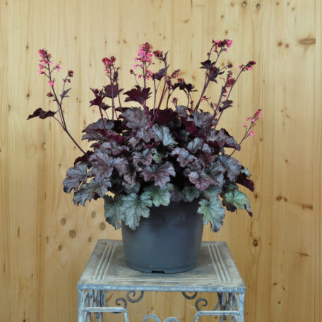 Clochette pourpre - Heuchera x brizoides