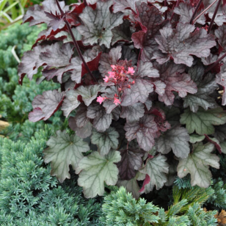 Clochette pourpre - Heuchera x brizoides