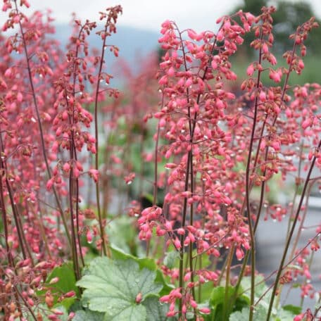 Pervenche pourpre - Heuchera - 4 pièces