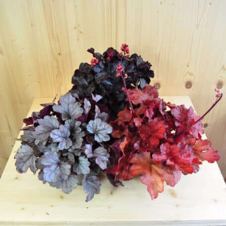 Pervenche pourpre - Heuchera - 4 pièces