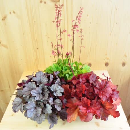 Pervenche pourpre - Heuchera - 4 pièces