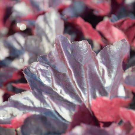 Une pervenche à floraison automnale - Heuchera Obsidian - 6 pièces