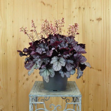 Clochette pourpre - Heuchera x brizoides