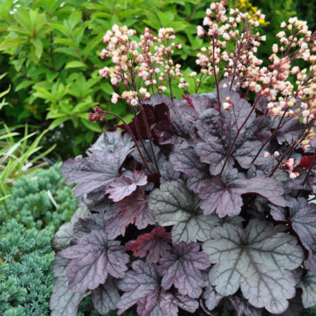 Clochette pourpre - Heuchera x brizoides
