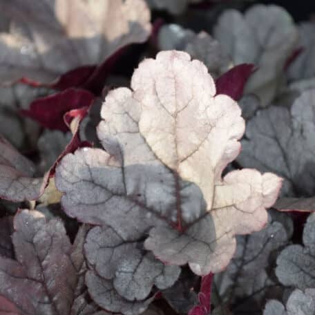 Pervenche pourpre - Heuchera - 4 pièces
