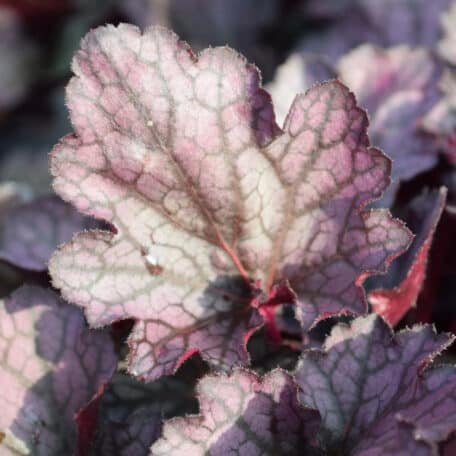 Purpurglöckchen - Heuchera