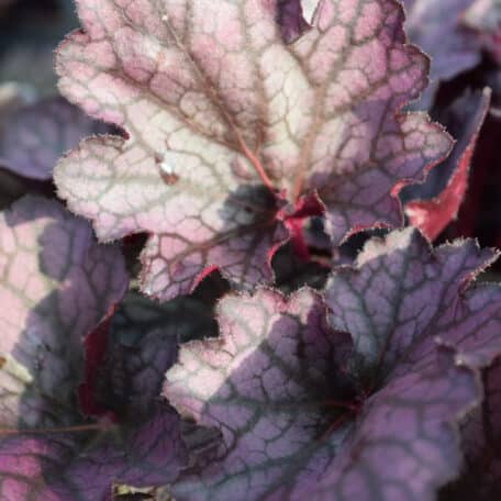 Une pervenche à floraison automnale - Heuchera Silver Lord - 6 pièces