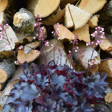 Purpurglöckchen - Heuchera x brizoides - Starry Night