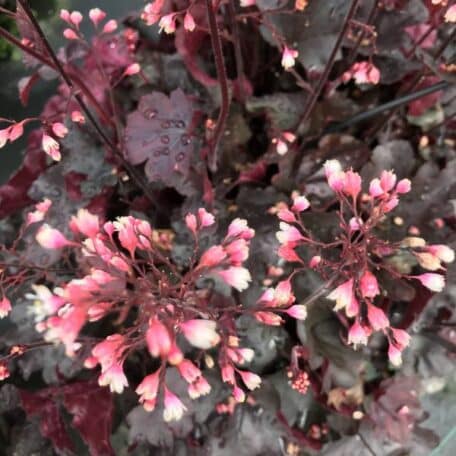 Purpurglöckchen - Heuchera x brizoides - Starry Night