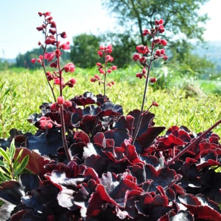 Purpurglöckchen - Heuchera x brizoides - Black Forest Cake - 2 Stück