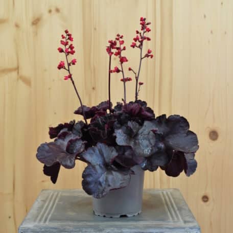 Pervenche pourpre - Heuchera - 4 pièces
