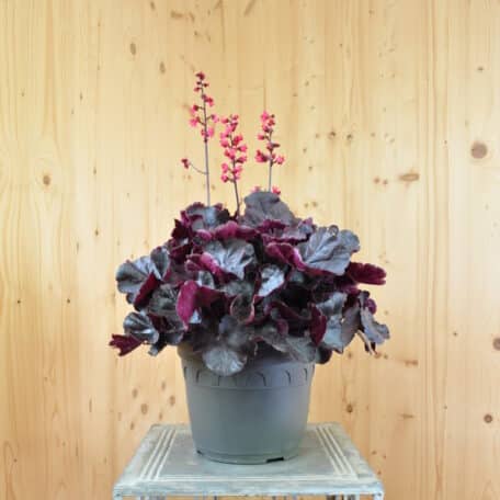 Clochette pourpre - Heuchera