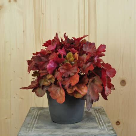 Purpurglöckchen - Heuchera x brizoides - 2 Stück