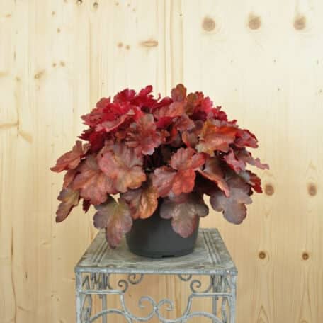 Purpurglöckchen - Heuchera x brizoides Cherry Cola