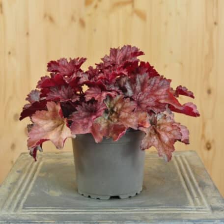 Pervenche pourpre - Heuchera - 4 pièces