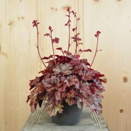Purpurglöckchen - Heuchera Cinnamon Glaze - 2 Stück
