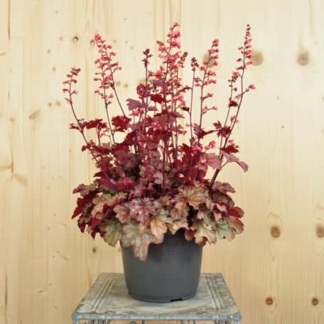 Purpurglöckchen - Heuchera x brizoides