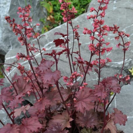 Purpurglöckchen - Heuchera x brizoides