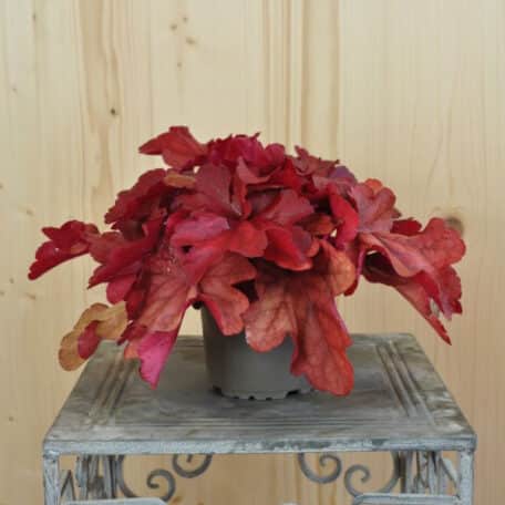 Pervenche pourpre - Heuchera - 4 pièces