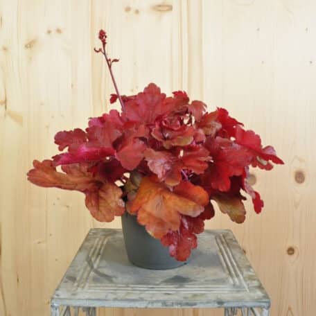 Purpurglöckchen - Heuchera - x brizoides - 2 Stück