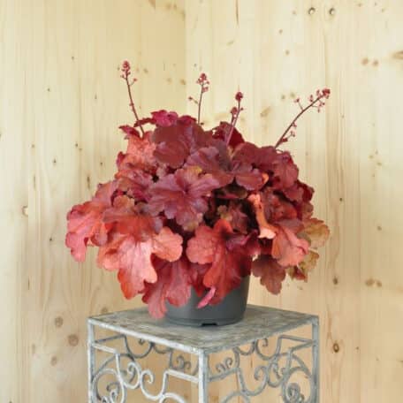 Ein herbstblühendes Purpurglöckchen - Heuchera x brizoides Fire Alarm