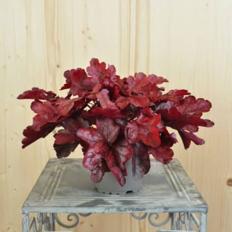 Pervenche pourpre - Heuchera - 4 pièces
