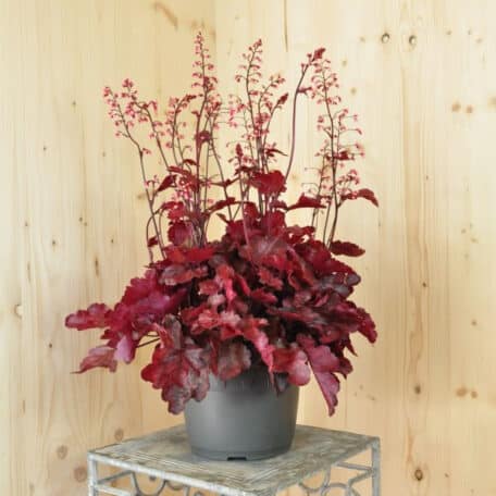 Clochette pourpre - Heuchera