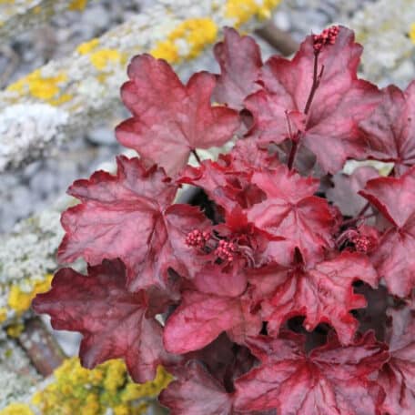 Clochette pourpre - Heuchera