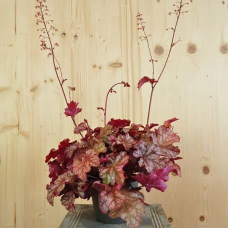 Purpurglöckchen - Heuchera - 2 Stück