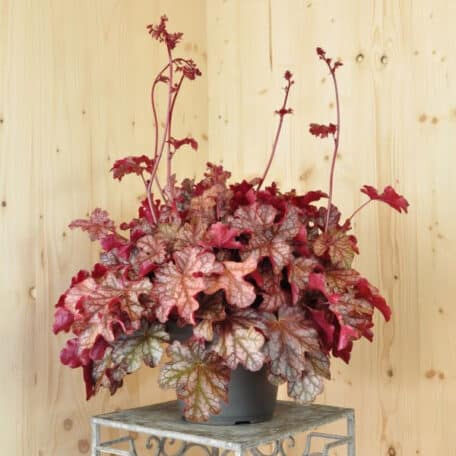 Purpurglöckchen - Heuchera x brizoides Frosted Flame