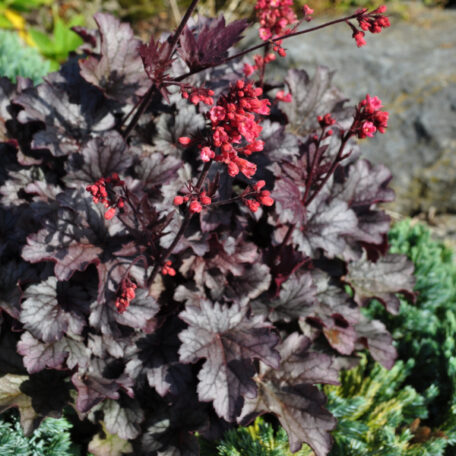Clochette pourpre - Heuchera x brizoides - 2 pièces