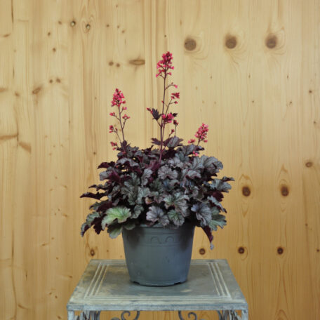 Clochette pourpre - Heuchera x brizoides - 2 pièces